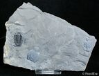 Inch Elrathia Trilobite In Matrix - U-Dig #2929-1